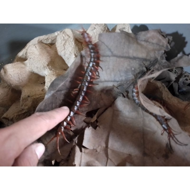 kelabang pakan arwana