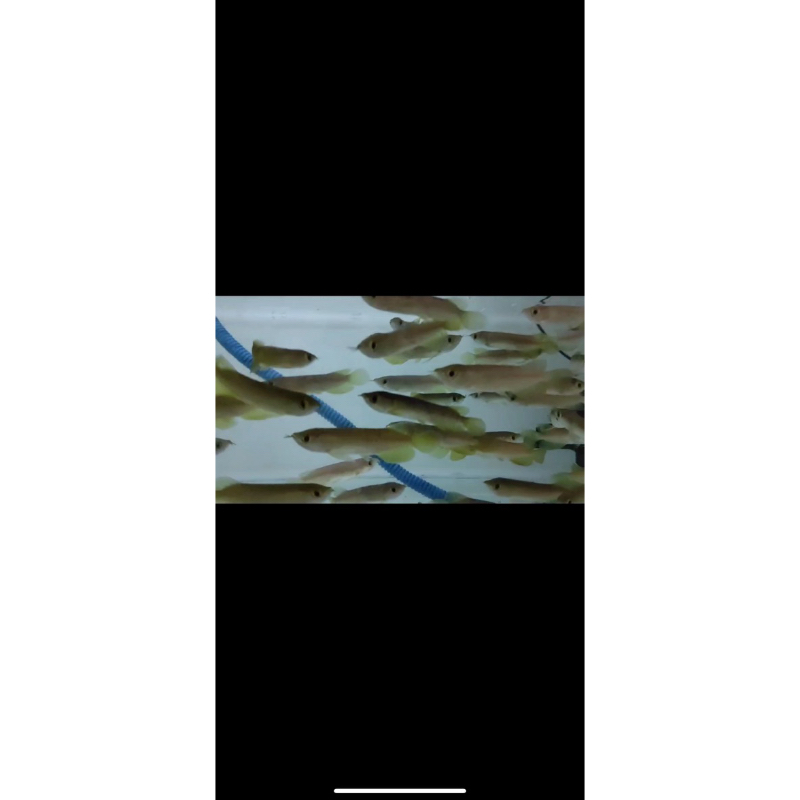 arowana / arwana green pino 9cm