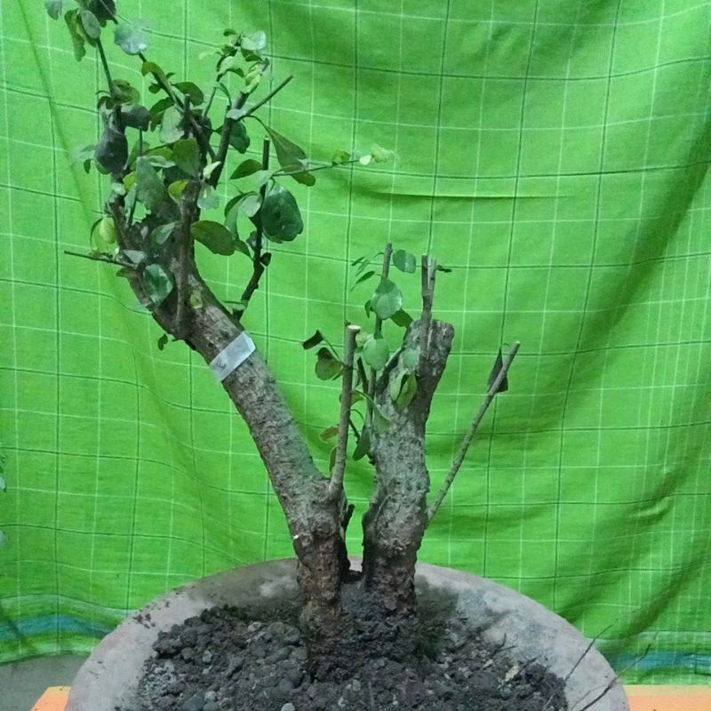 bahan bonsai hokiantea lokal / Sido gurih