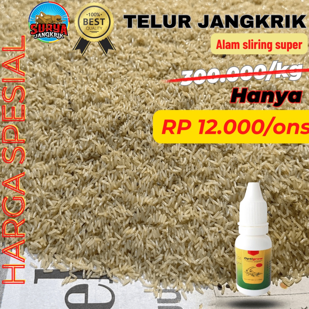 Laris?? agen jual telur jangkrik alam kualitas super 100 gram ➮Stock Banyak