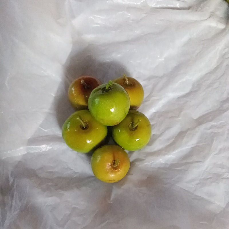 

Buah Bidara/ Buah Arab Organik