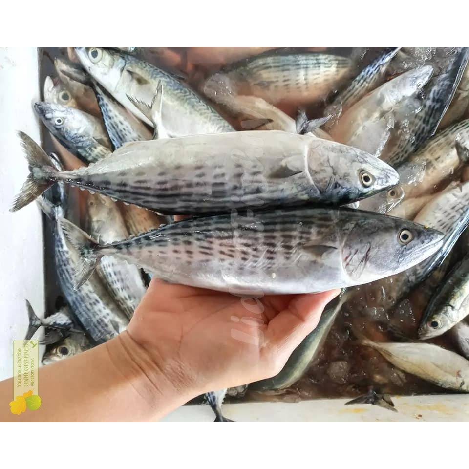 

Ikan Tongkol Segar Fresh Ikan Tongri 1Kg