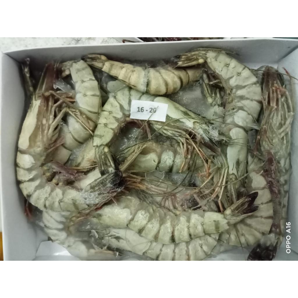 

Udang tiger / udang windu / black tiger prawn kualitas export @1kg