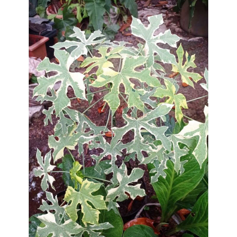 Tanaman Hias Hidup Paya Jepang Varigata