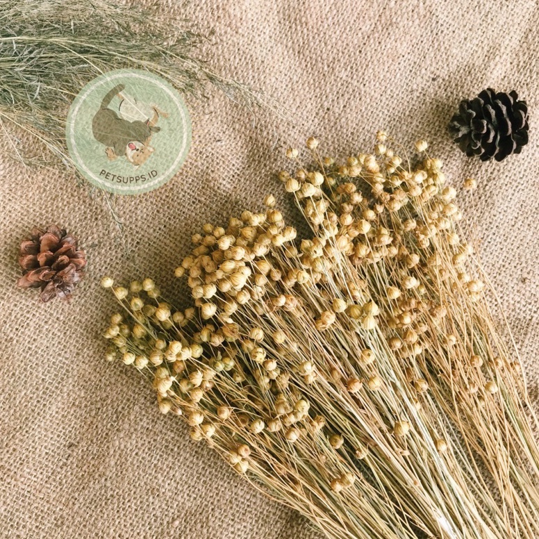 Pr0m0 Original Flax import china | snack hamster | foraging hamster | snack import china Trend roduc