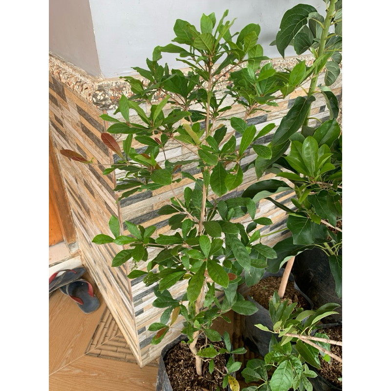 Tanaman Miracle Fruit/Buah Ajaib Berbunga