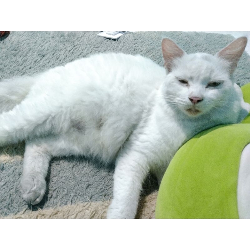 Kucing Dewasa Anggora/Medium | Betina Proven 2 Kali