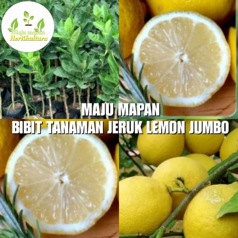 BIBIT JERUK LEMON (JERUK LEMON TEA)