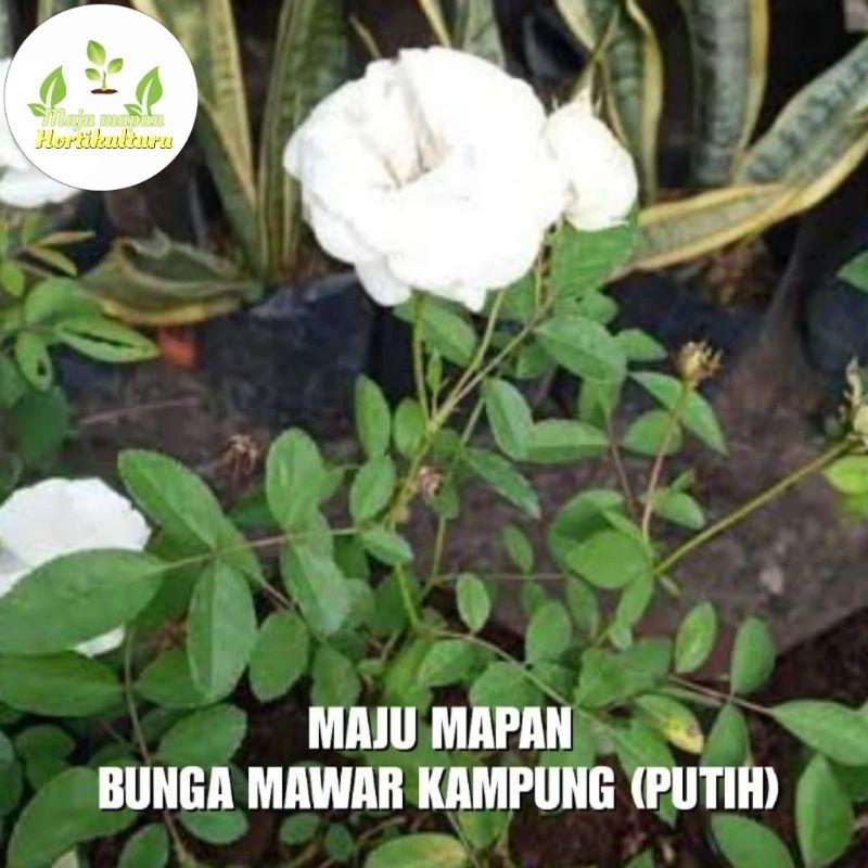 BUNGA MAWAR KAMPUNG (PUTIH) SUDAH BERBUNGA