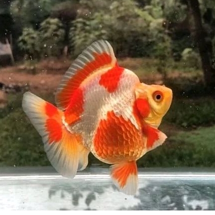 Lampu aquarium merah putih punuk ryukin koki