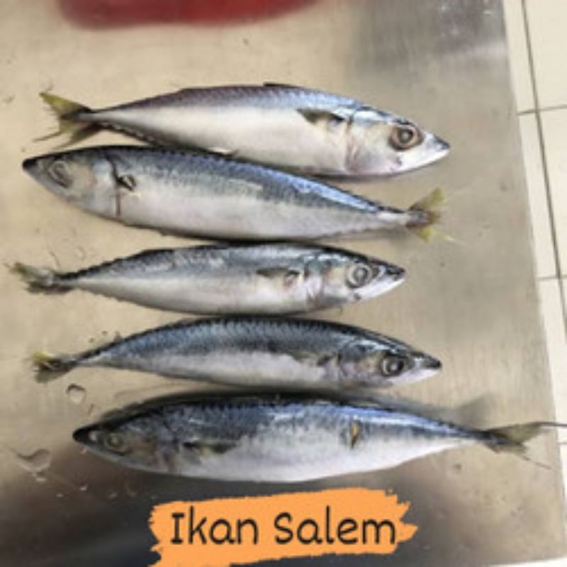 

Ikan Salem