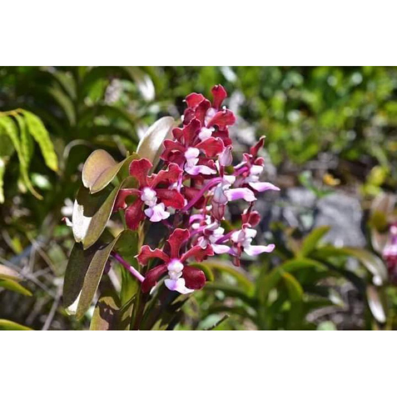 Anggrek Vanda Boumaniae / Vanda Natural Hybrid / Vanda Silangan Alami