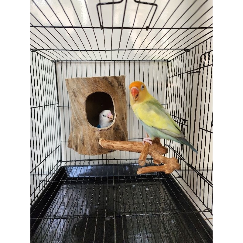 Glodok finch parkit srindit glodok burung kecil