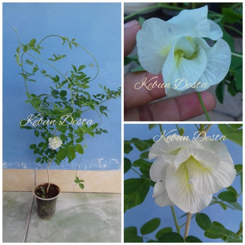 2 Bibit bunga telang putih/putih gradasi biru tumpuk