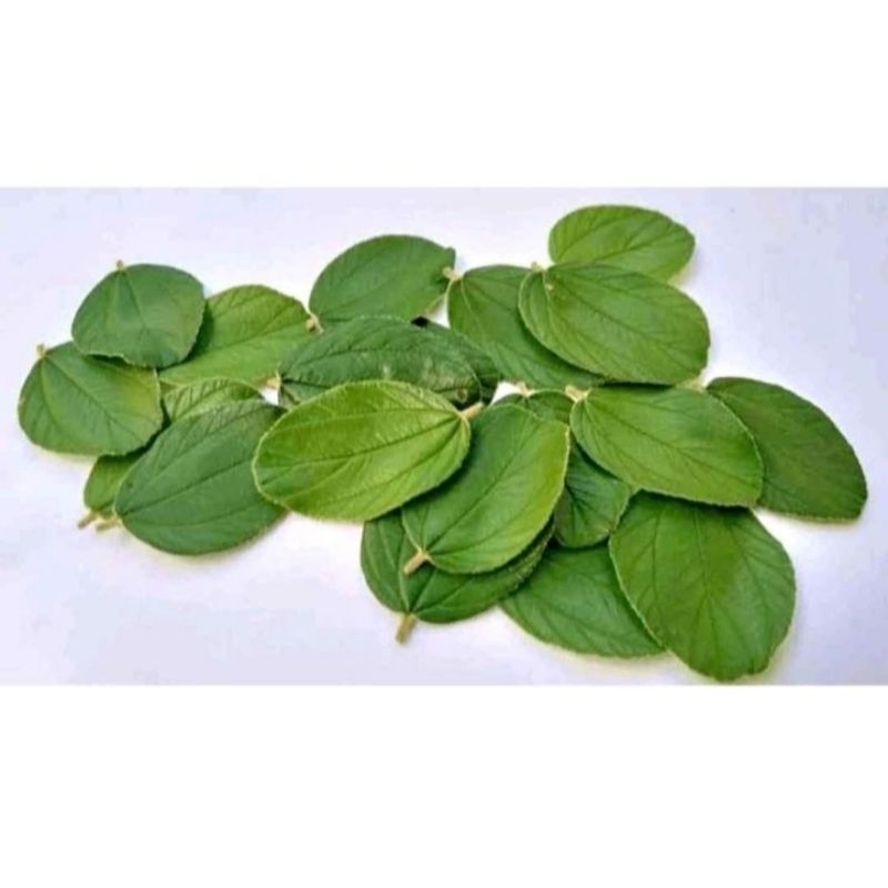 

daun bidara Arab segar