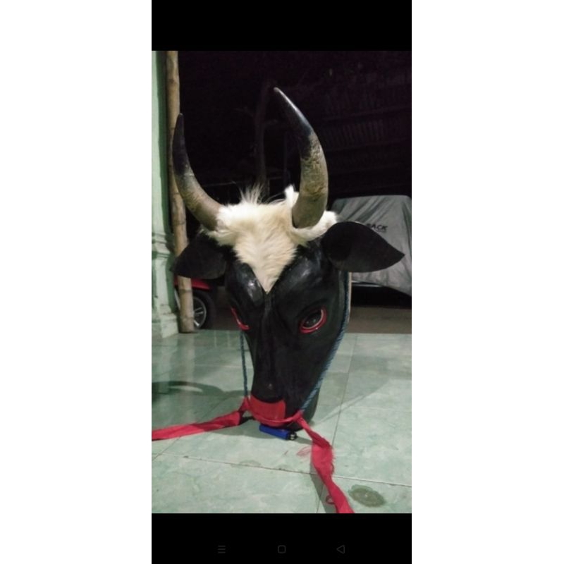 banteng dewasa (ASLI TANDUK SAPI)