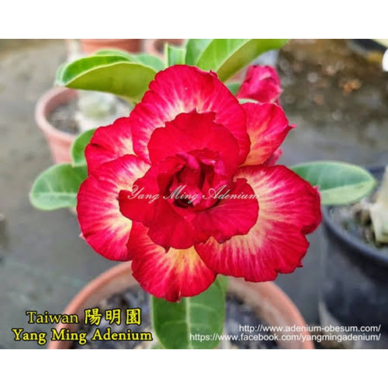 adenium bunga tumpuk size A