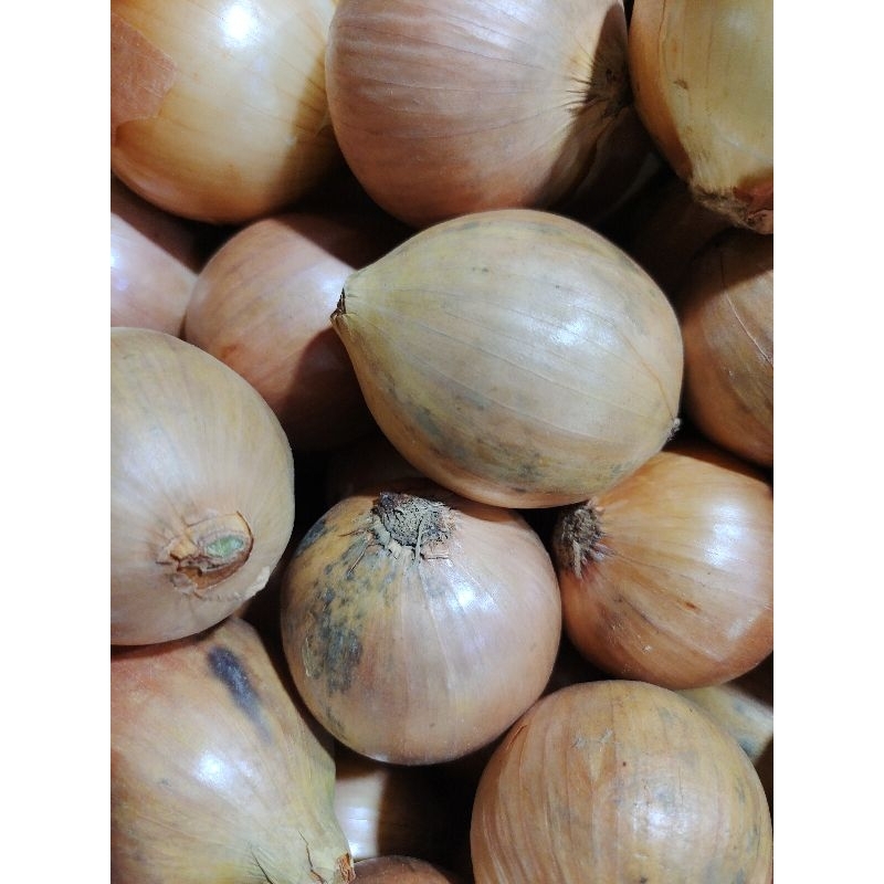 

bawang Bombay NZ