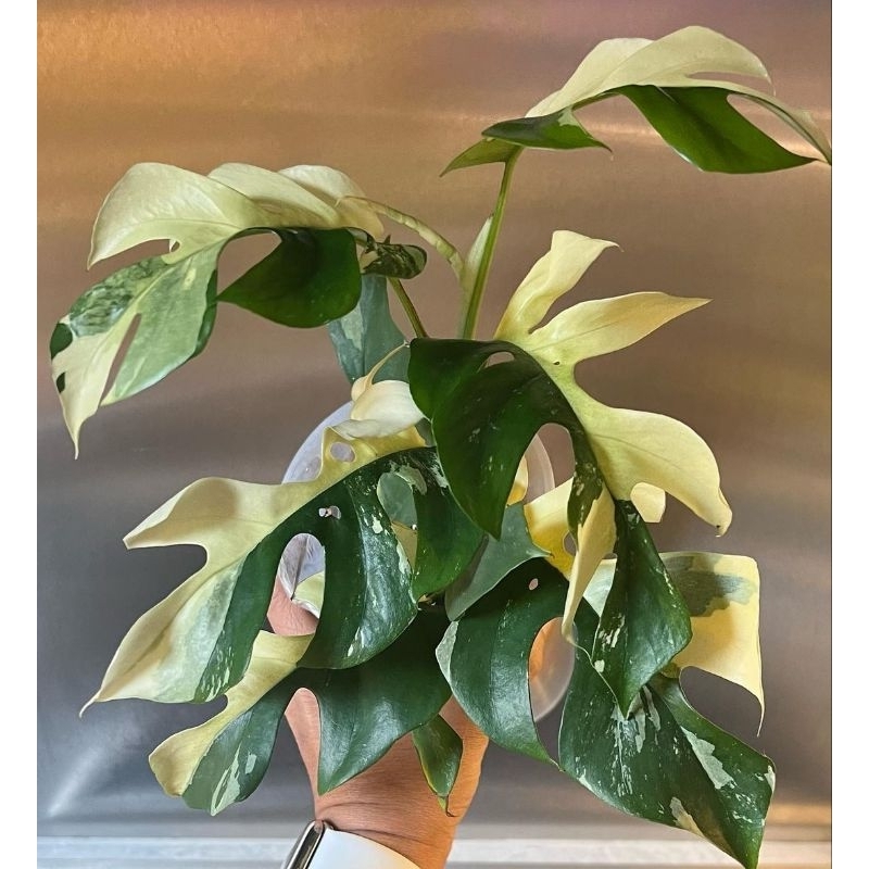 RHAPIDOPORA tetrasperma varigata