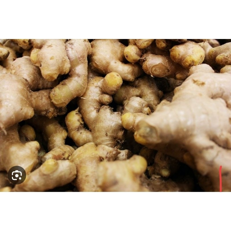 

Jahe segar paket 1 kg