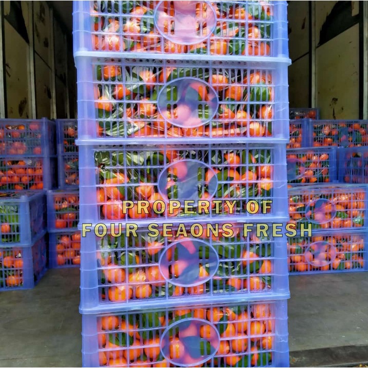 JERUK SANTANG MADU MANIS 1 KERANJANG SEGAR BANYAK AIR