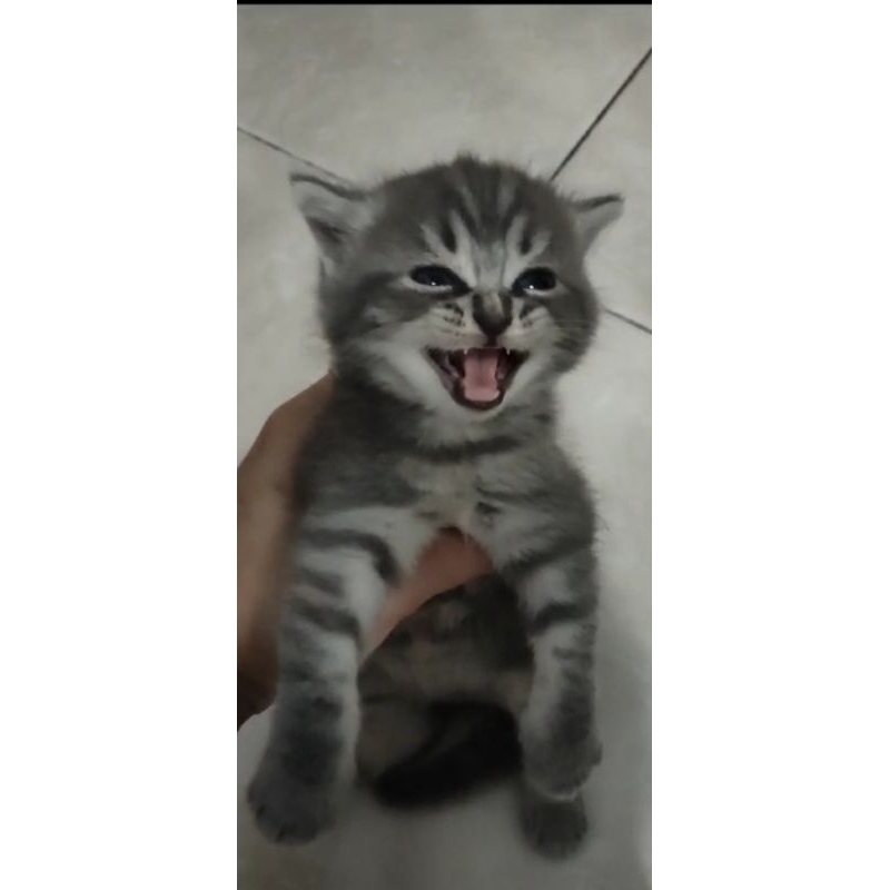 Kitten Norwegian x Russian Blue