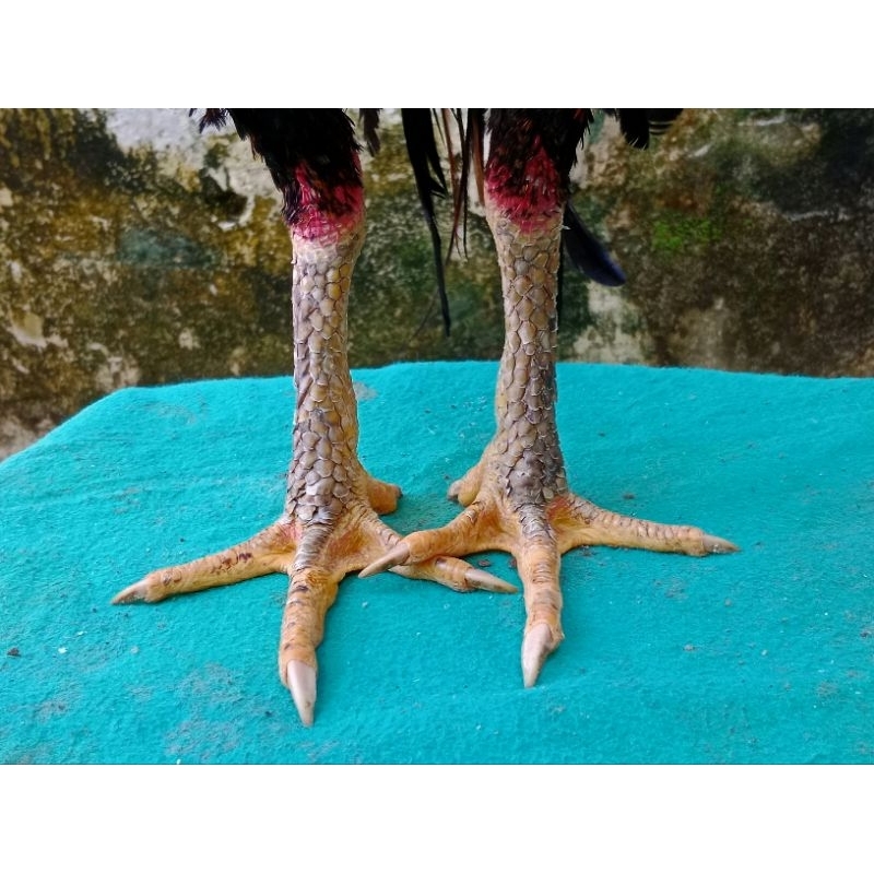 

TELUR FERTIL AYAM SUPER SISIK BERAS KUTAH