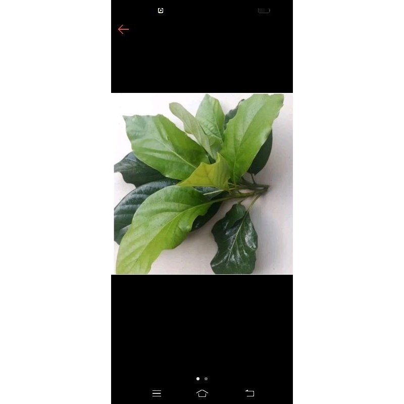 

daun alpuket muda / tua per 100 lembar