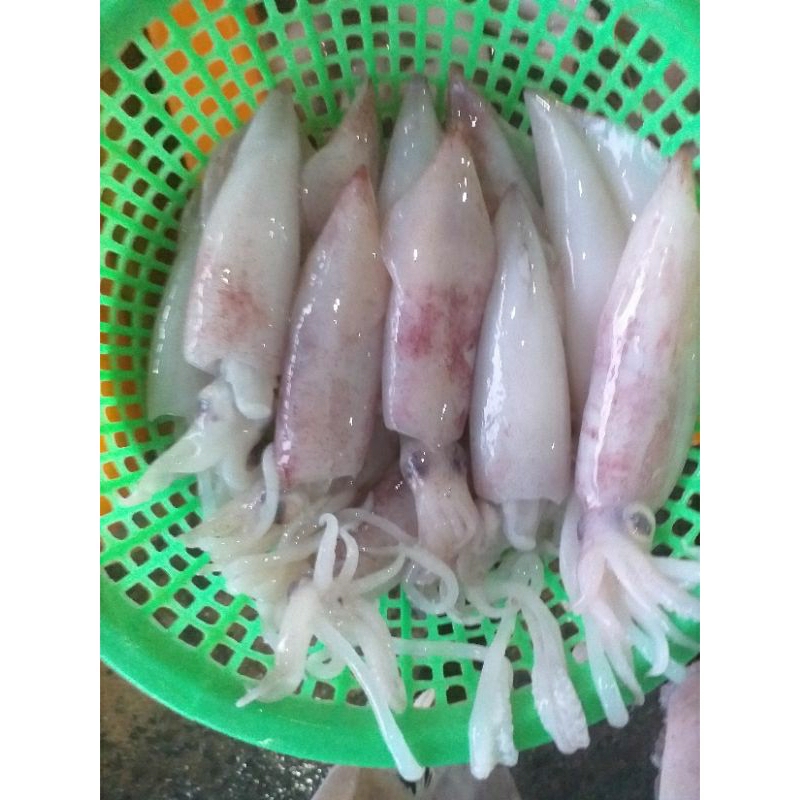 

Cumi Fress harian Saiz 10/12Cm