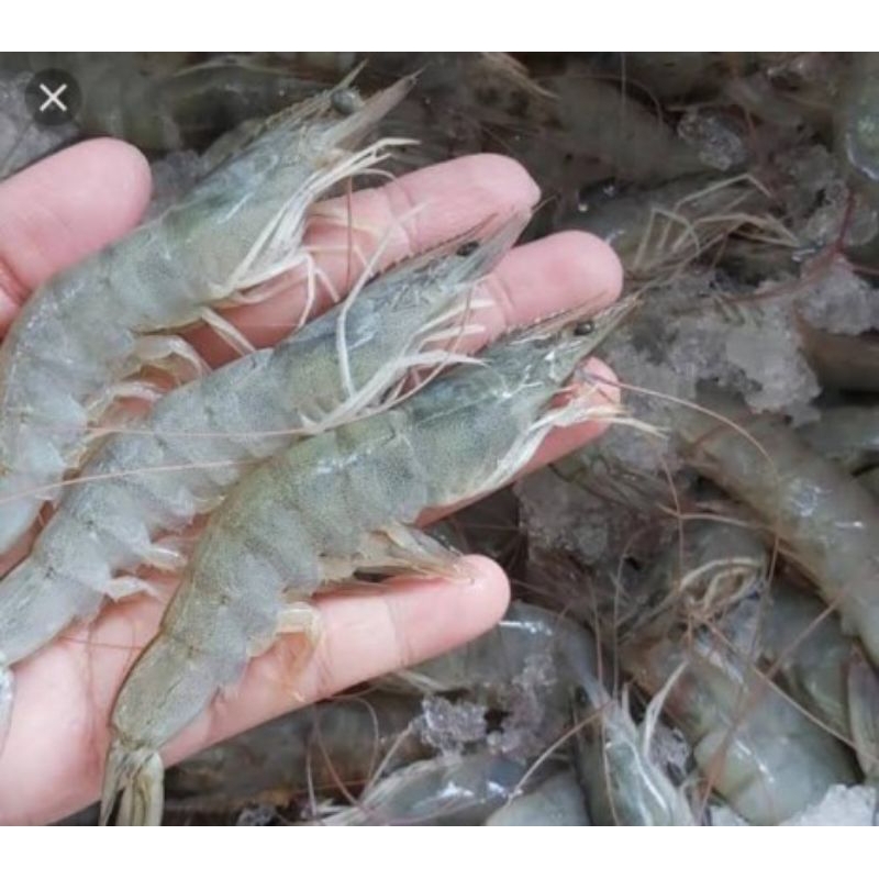 

UDANG VANAME SEDANG FRESH 500G (SETENGAH KG)