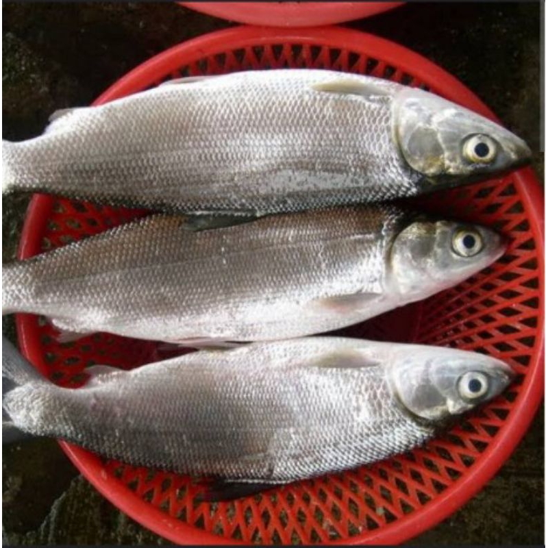 

IKAN BANDENG 1 KG