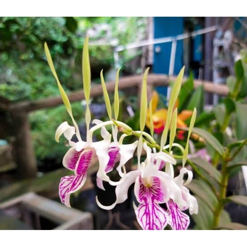Dendrobium Stratiotes Sp
