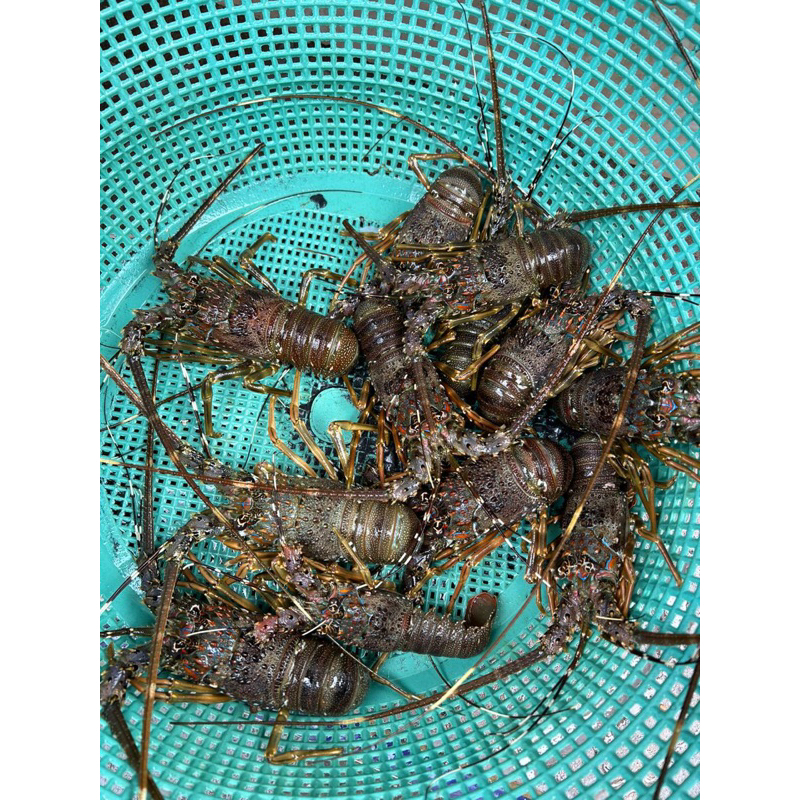 Lobster Pasir Hidup (Fresh From the Fisherman)