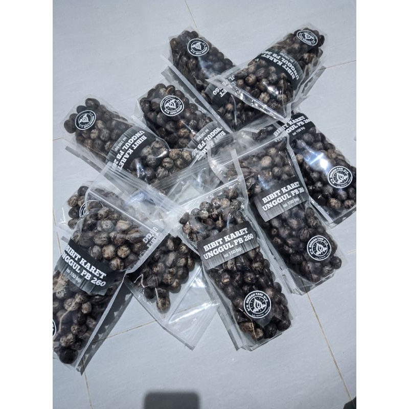 biji karet unggul isi 100 biji