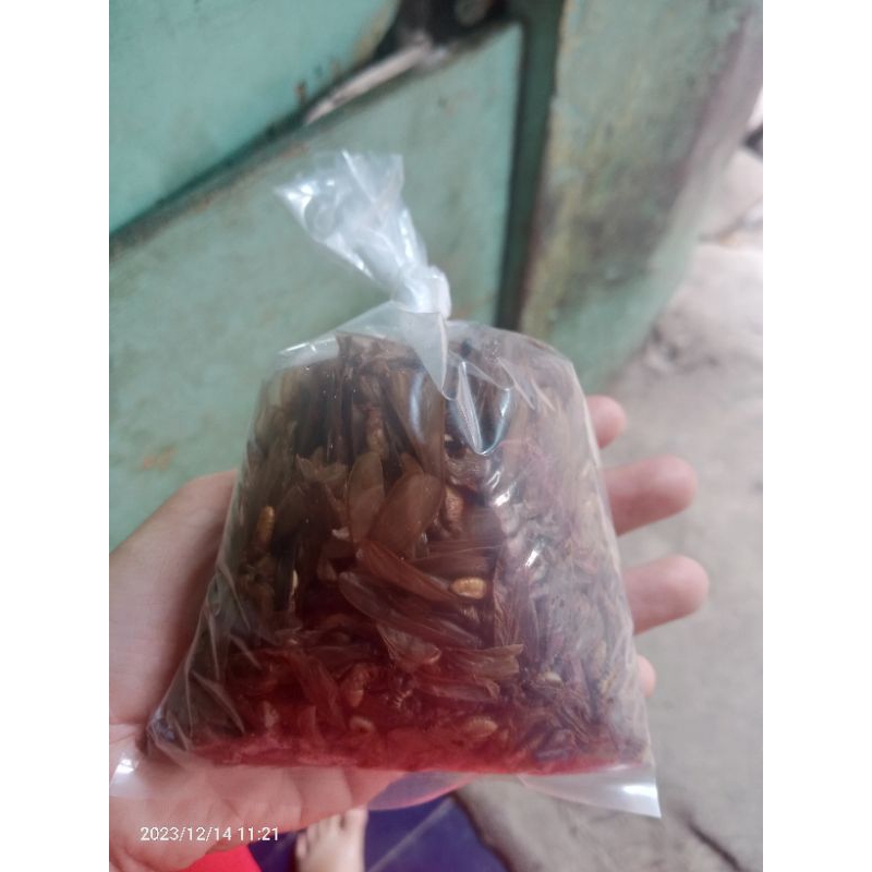 laron ada sayap berat 1ons umpan Galatama lele dan bawal