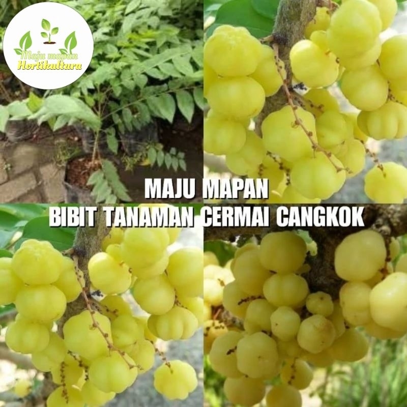 BIBIT CERMAI SUPER (BUAH CERMAI) CANGKOK