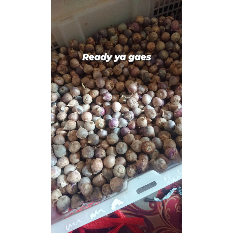 COD Bawang Putih Tunggal Lanang 1kg Ukuran Sedang