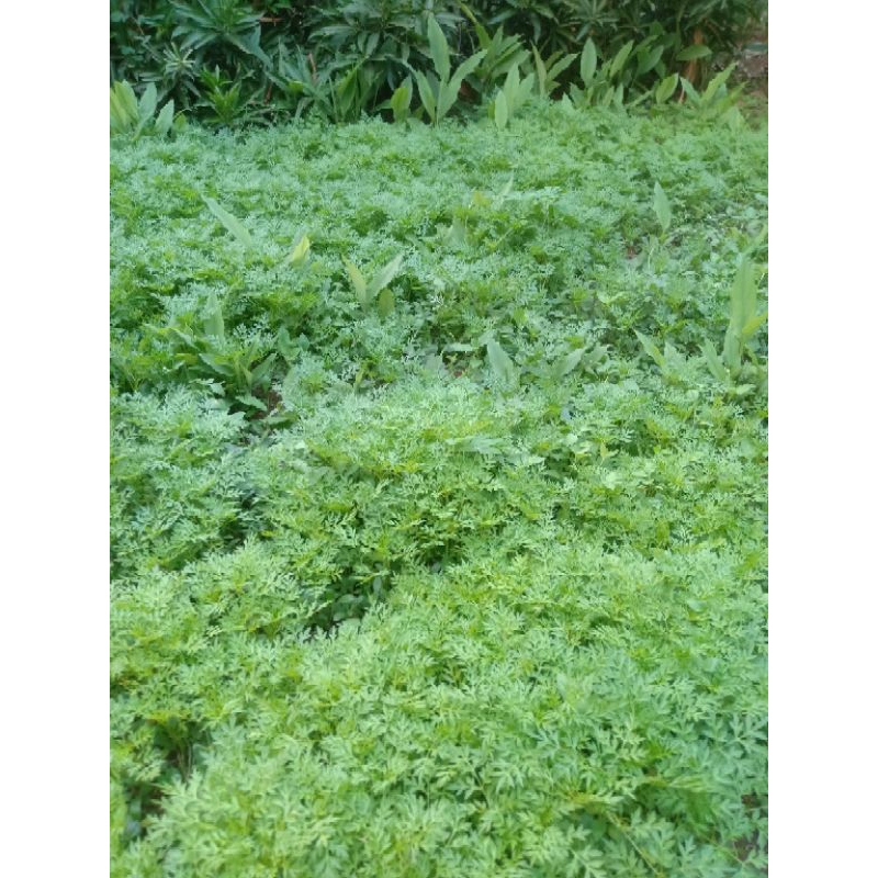 

daun kenikir segar bunga ungu/pink +-300 gr