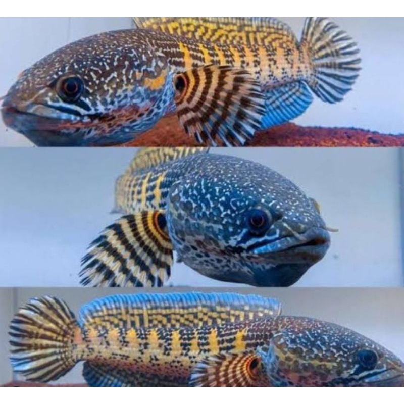 ikan Channa auranti size 10-15