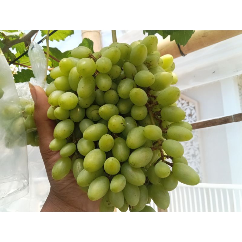 bibit anggur import jupiter