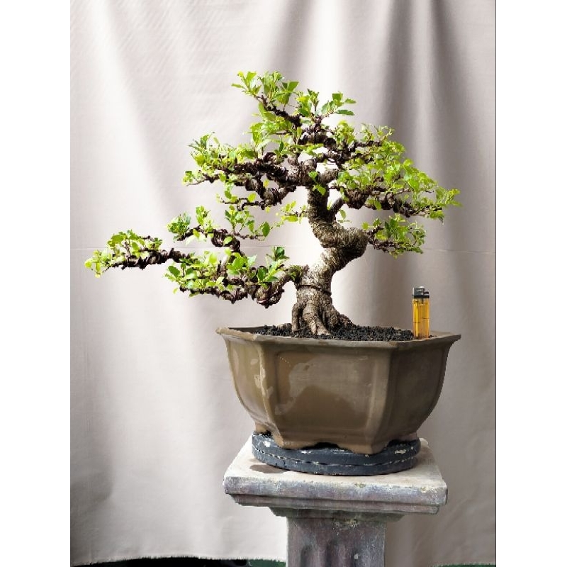 bonsai kimeng ficus microcarpa