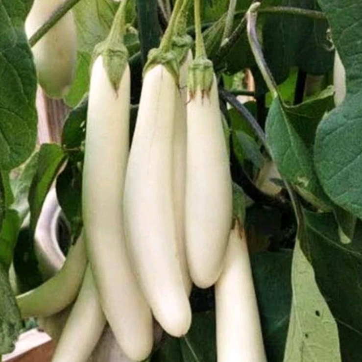40 Biji benih bibit Terong Putih panjang pulus F1 unggul/Terung kania