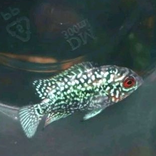 BURAYAK KAMFA F3 IMPORT THAILAND