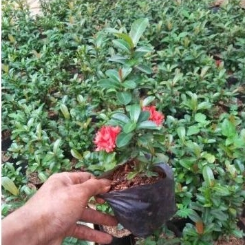 tanaman bunga asoka merah asoka mini asoka india bunga merah