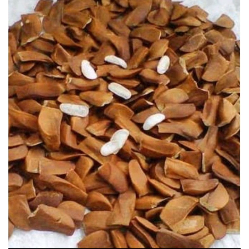 

Biji mahoni 1/2 kg kering siap semai