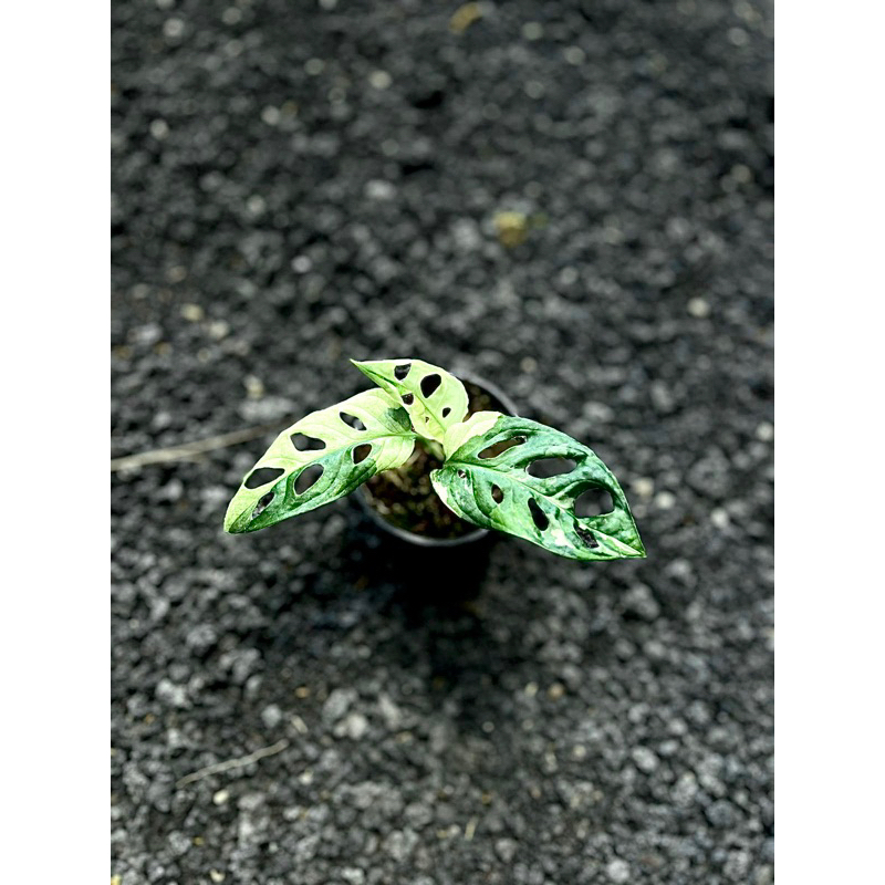 Aureaaroid - janbol jepang white (accuminata variegata)