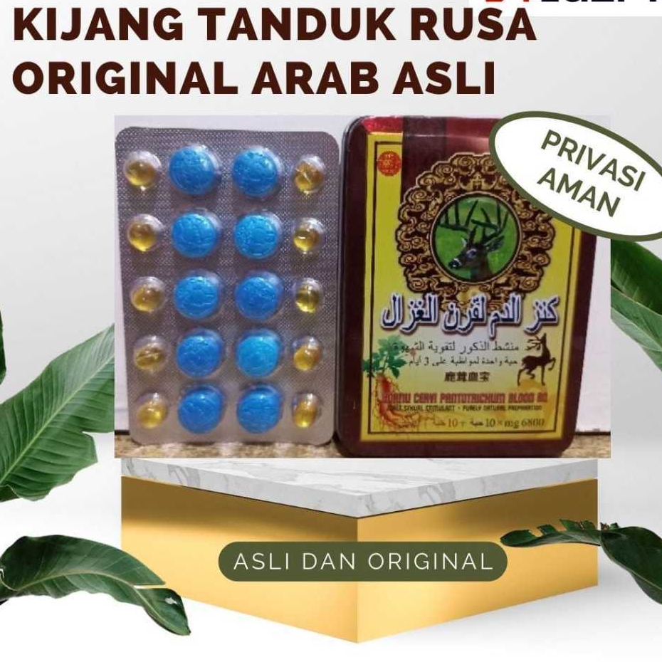 Kijang Tanduk Rusa Original Arab Asli (COD)