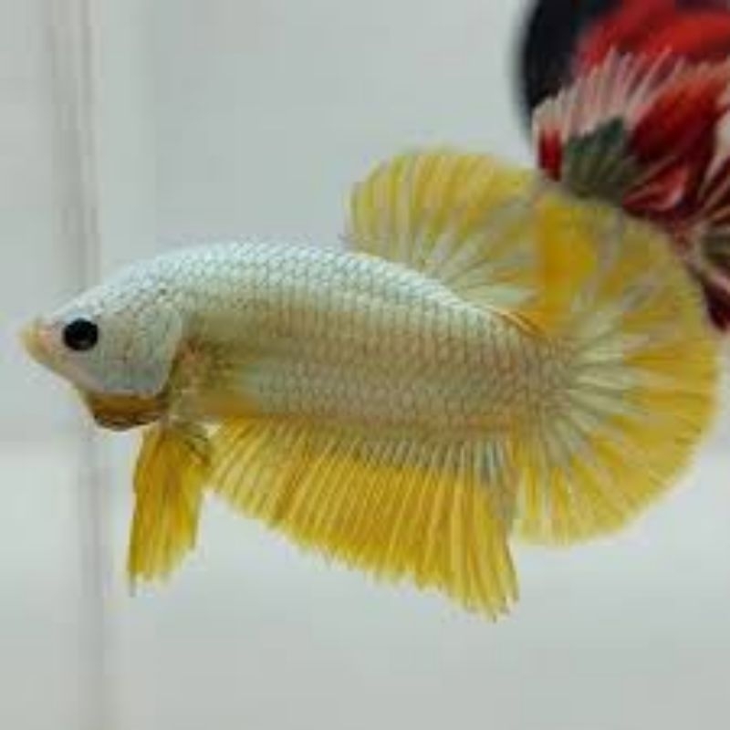 Cupang Yellow Dragon Tersedia Jantan & Betina Hiasan Aquarium Aquadcape