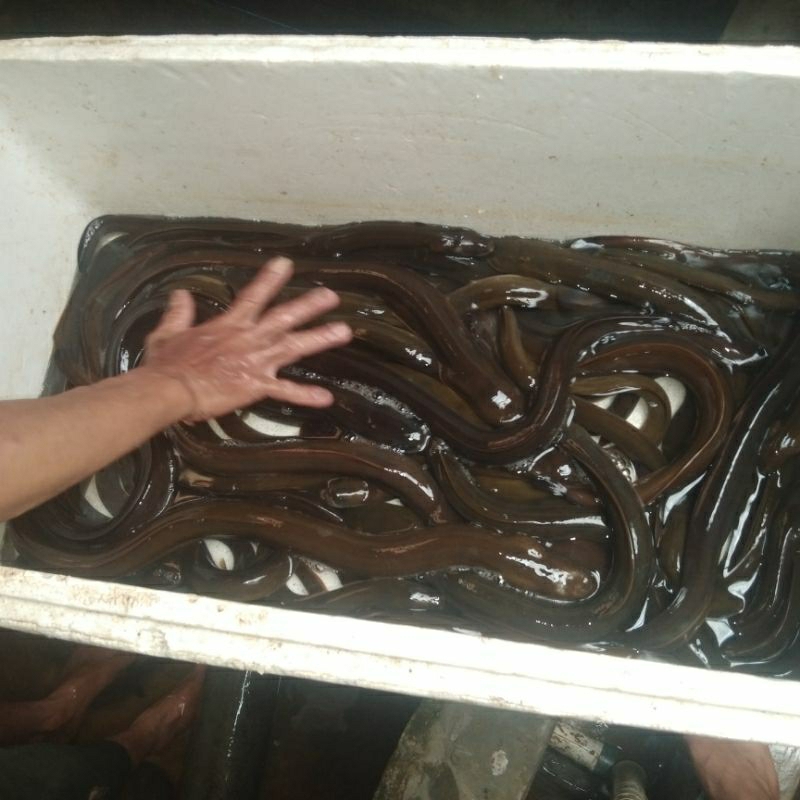 ikan sidat / unagi —+ 500 gr/ekor ,konsumsi ,hias aquarium