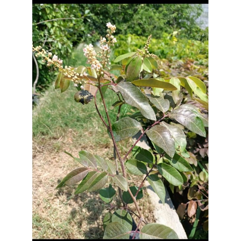 Kelengkeng merah berbunga